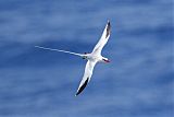 Red-billed Tropicbirdborder=